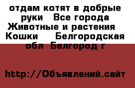 отдам котят в добрые руки - Все города Животные и растения » Кошки   . Белгородская обл.,Белгород г.